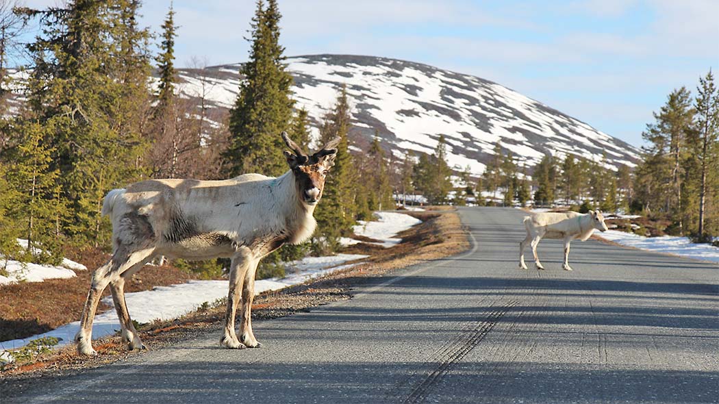 Two reindeer on a road. On the background there is fell landscape.
