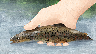 In the drawing, the hand is partially in the water and the hand is holding a fish.