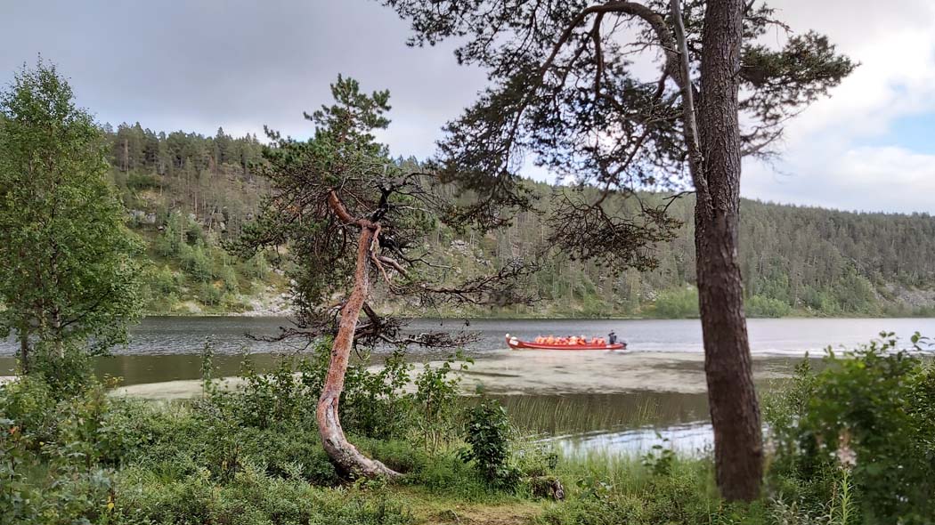 There is a long open boat on the river where people are sitting wearing life jackets. A few old pine trees grow on the beach in the foreground. A wooded slope rises on the opposite bank of the river.
