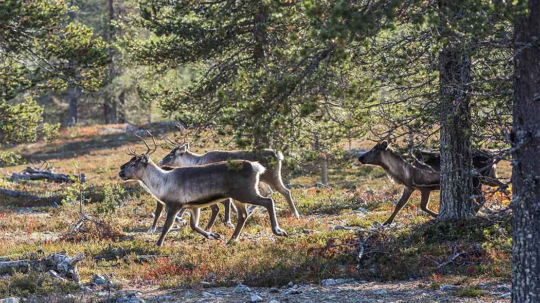 Hiking in the Reindeer Husbandry Area - Nationalparks.fi