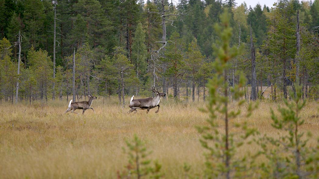 Metsäpeuroja juoksee suolla.