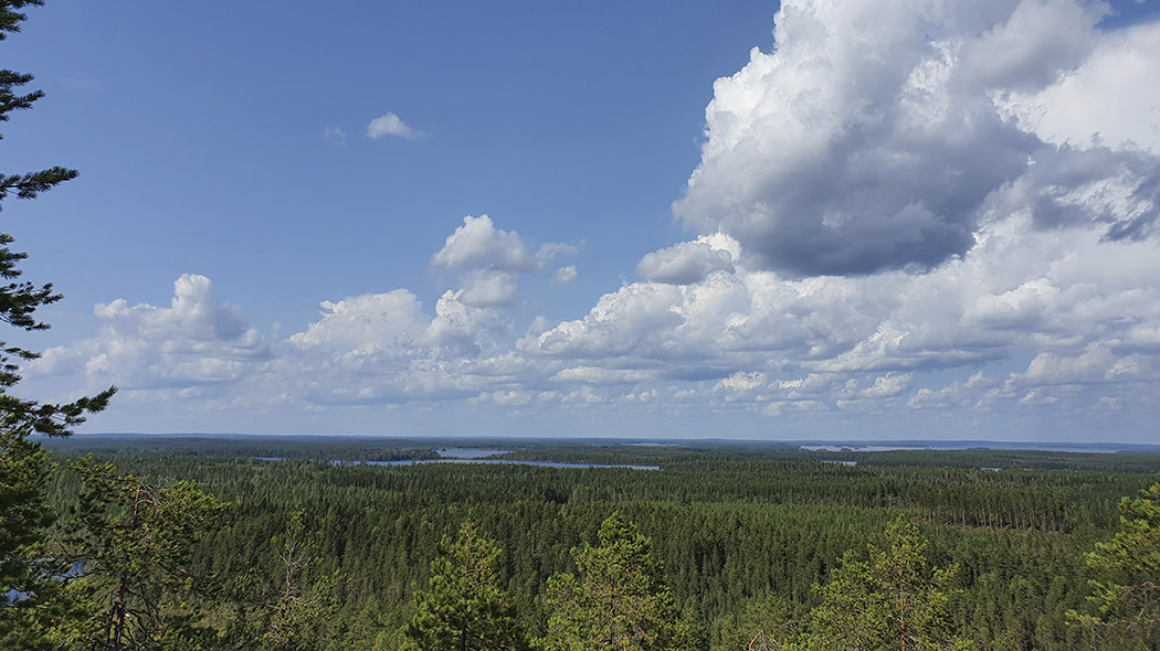 Vaaranrinteeltä avautuu näkymä kesäiseen metsä- ja järvimaisemaan. Etualalla puiden oksia.