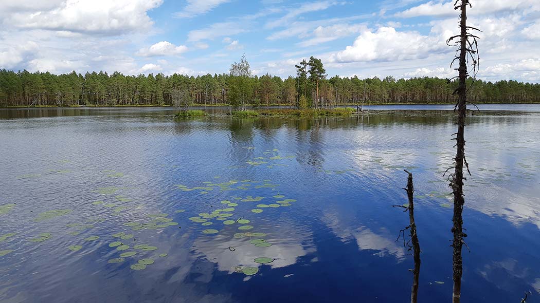 Järvimaisema. Vedessä kellu lehtiä. Rannalla kaksi pientä puukeloa.