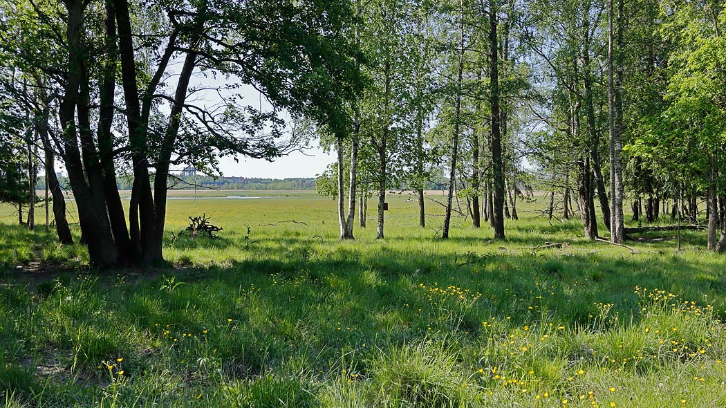 Semi-open forest, open meadow in the background.