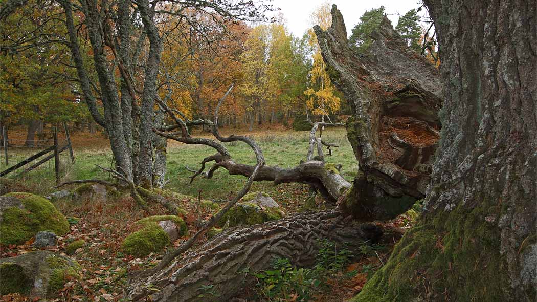 Syksyistä tammihakaa. Edessä suuren tammen pudonnut oksa, taaempana avointa hakaa ja ruskapuita.