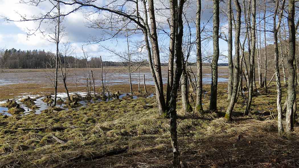 Perinnemaisemaa, avointa rantaniittyä tervaleppien takana.