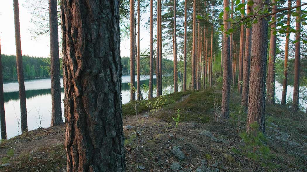 Mäntyrunkoja harjun päällä. Reunamilla näkyy vesi.