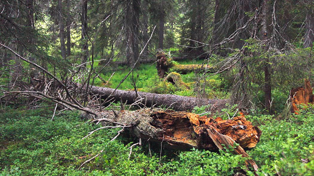 Vanhaa kuusimetsää. Maassa on suuria kaatuneita lahonneita kuusia.