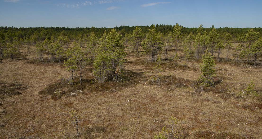 Mäntyä kasvavaa suota yläviistosta