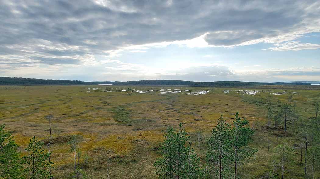 Suomaisemaa kesällä.