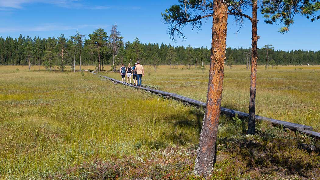 Ihmisiä kävelee pitkospuilla suon keskellä.