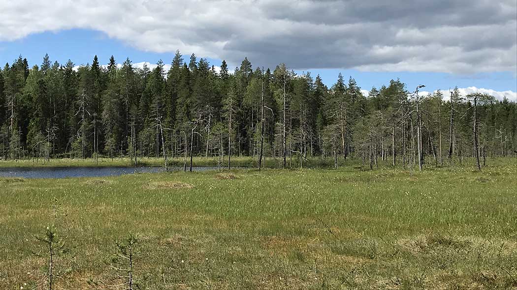 Kesäinen maisema, etualalla on suota ja lampi ja taustalla on metsä.