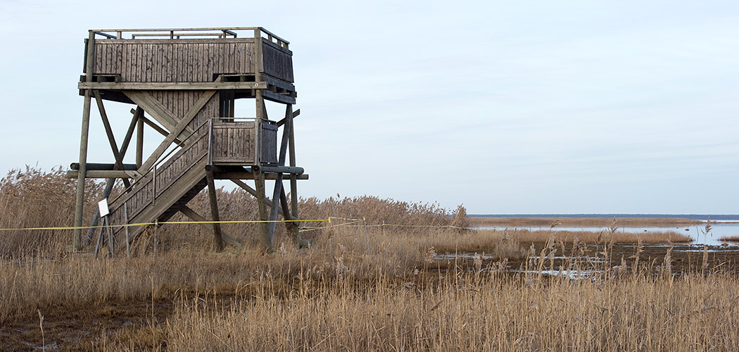 denmark's tipperne bird sanctuary allows bird-watching on ringkøbing fjord