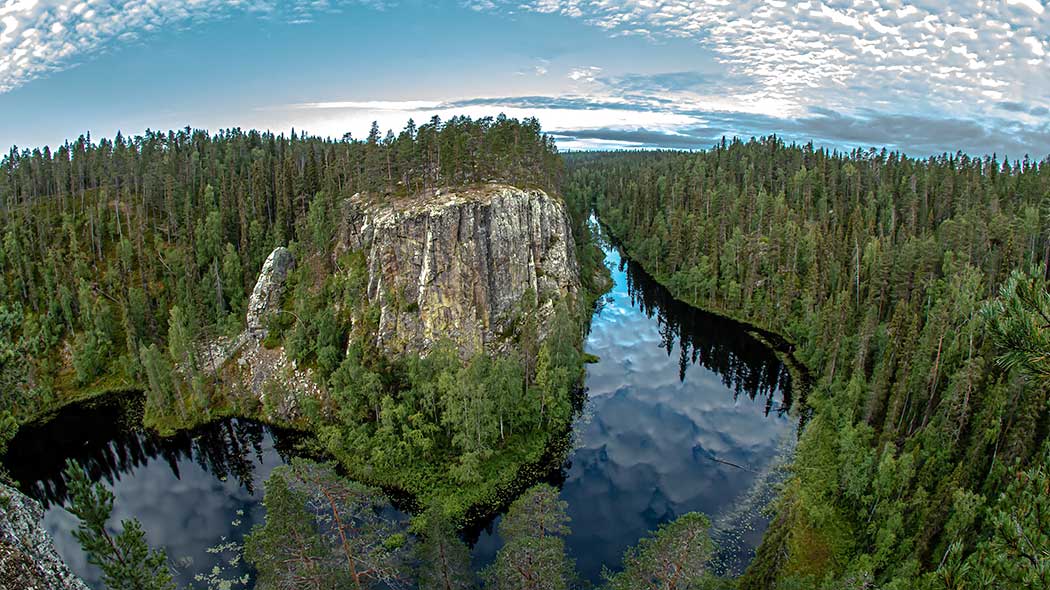 Old-growth forests protected in Finland
